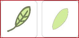 Cuttlebug 2-Step Dies - Spring Leaf (37-1095 )