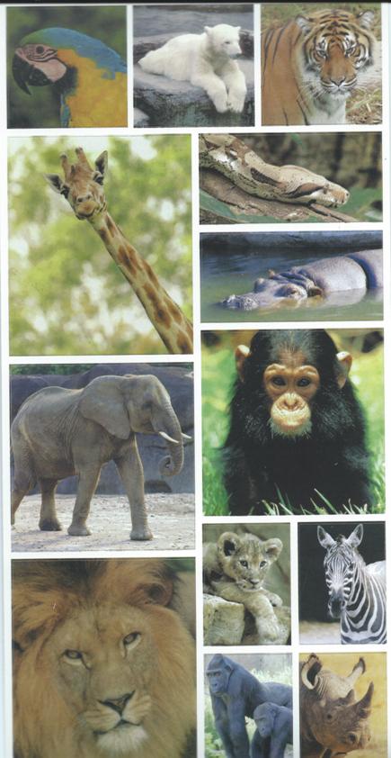 Snapshot Stickers - Zoo Animals